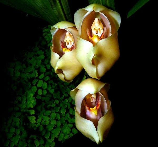 5. Anguloa Uniflora (Hoa Em Bé Cuốn Tã): Loài này nở quanh năm ở Colombia. Thụ phấn bằng cách "chiến đấu" với côn trùng để giữ phấn hoa.