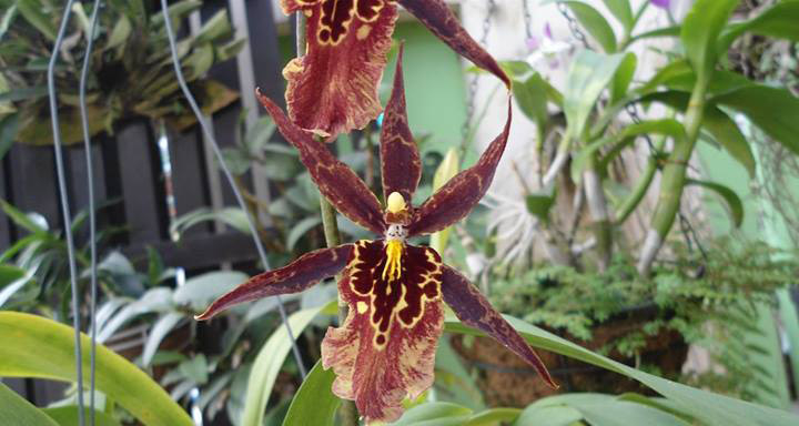 6. Aristolochia Salvadorensis (Hoa Mặt Người Nhện): Được gọi là hoa lan mặt người nhện, sinh trưởng ở Trung Mỹ và Nhật Bản. Khi nở, nó tạo hình dạng giống Darth Vader từ Star Wars.