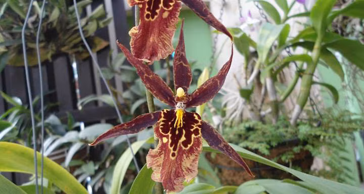 6. Aristolochia Salvadorensis (Hoa Mặt Người Nhện): Được gọi là hoa lan mặt người nhện, sinh trưởng ở Trung Mỹ và Nhật Bản. Khi nở, nó tạo hình dạng giống Darth Vader từ Star Wars.