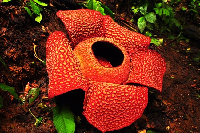7. Rafflesia Arnoldii (Hoa Xác Thối): Là loài hoa ký sinh to nhất thế giới, nở to đến 91cm và có mùi giống thịt thối. Nở trong vài ngày rồi chết.