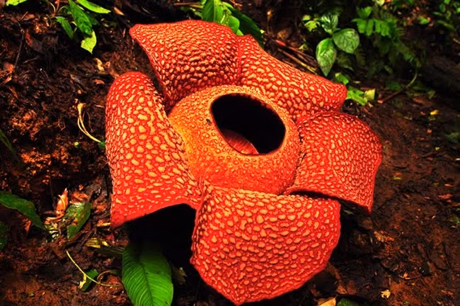7. Rafflesia Arnoldii (Hoa Xác Thối): Là loài hoa ký sinh to nhất thế giới, nở to đến 91cm và có mùi giống thịt thối. Nở trong vài ngày rồi chết.