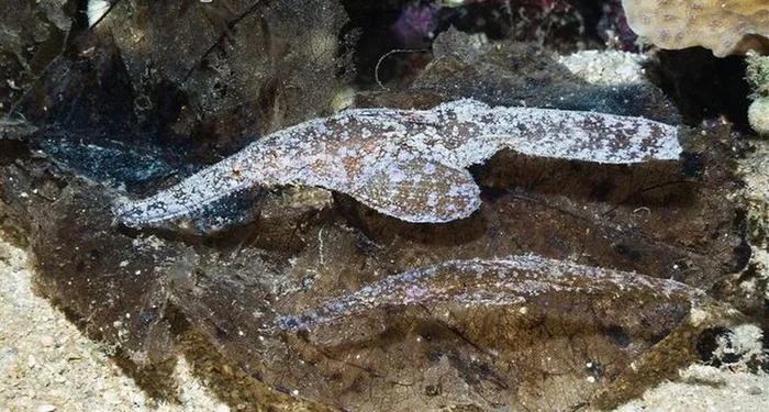 Loài cá bí ẩn này có khả năng ẩn nấp trong rìa san hô và đổi màu để tránh bị phát hiện.