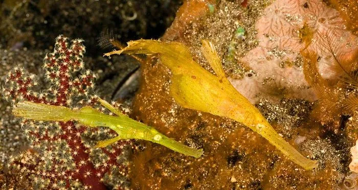 Phân bố ở Tây Thái Bình Dương và Ấn Độ Dương, chúng sống dọc theo rìa san hô với dòng chảy mạnh.