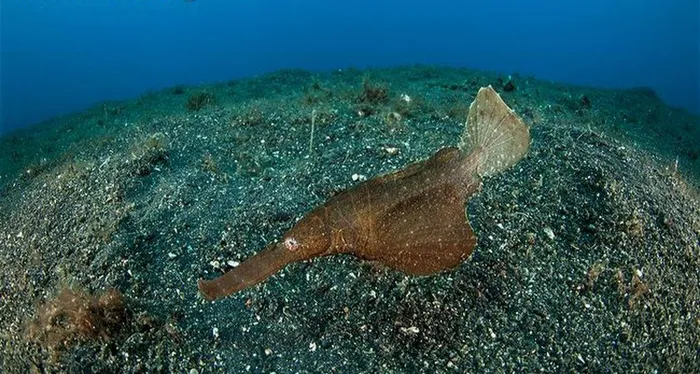 Với thân dài tối đa 12 cm, cá dao cạo thường có màu sắc đa dạng như đỏ, vàng và đen, gần như trong suốt.