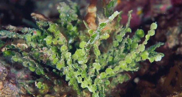 Điều độc đáo của loài cá này là sự chung thủy. Chúng sống theo đôi đến hết đời.