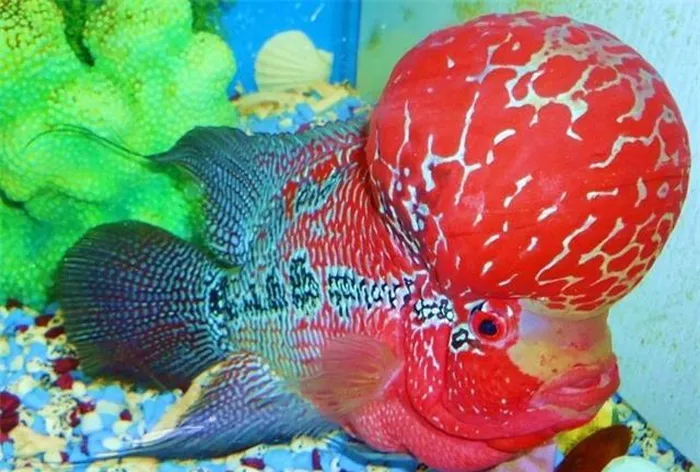 Thú vị nhất ở chúng là có ngoại hình đẹp, mạnh mẽ, màu sắc sặc sỡ, đặc biệt là hai bên hông rực rỡ, đầu gù to giống như của một ông tiên, nên chúng được gọi là La Hán.