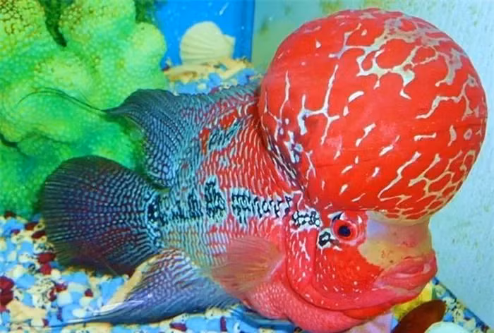 Thú vị nhất ở chúng là có ngoại hình đẹp, mạnh mẽ, màu sắc sặc sỡ, đặc biệt là hai bên hông rực rỡ, đầu gù to giống như của một ông tiên, nên chúng được gọi là La Hán.