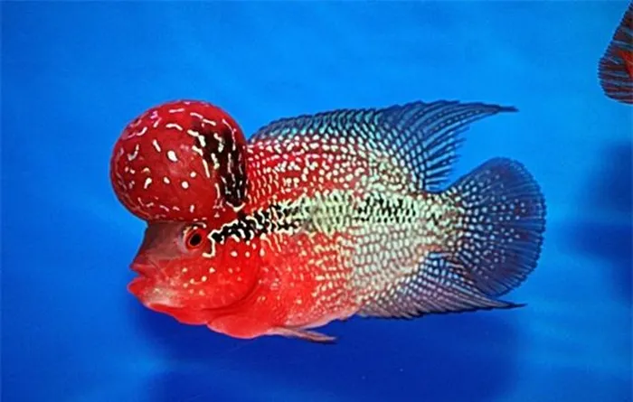 Cá La Hán được cho là mang lại sự thịnh vượng và may mắn, được người nuôi cá ưa chuộng hơn cả các loài cá cảnh trước đó như cá dĩa và cá rồng.