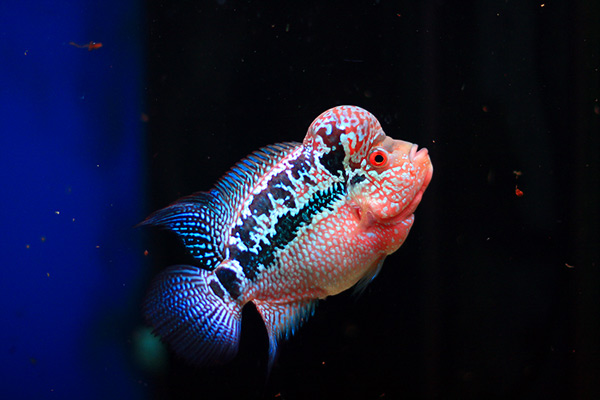 Cá La Hán được nuôi nhiều không chỉ ở các nước châu Á như Việt Nam, Trung Quốc mà còn được du nhập và phổ biến ở nhiều quốc gia khác ở châu Âu, Trung Mỹ.