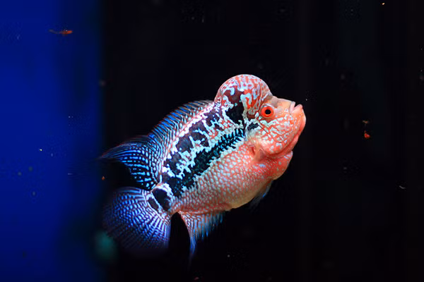 Cá La Hán được nuôi nhiều không chỉ ở các nước châu Á như Việt Nam, Trung Quốc mà còn được du nhập và phổ biến ở nhiều quốc gia khác ở châu Âu, Trung Mỹ.