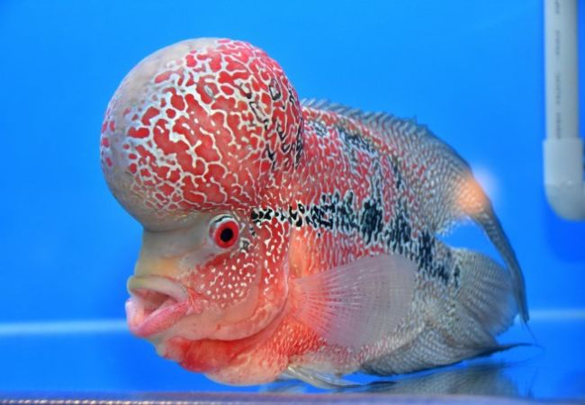 Để đánh giá giá trị của một con cá La Hán, người nuôi chú ý đến các đặc điểm như vảy cá óng ánh, màu sắc sặc sỡ, đặc biệt là kích thước và hình dạng của đầu gù. Cá La Hán có thể được bán với giá từ 400.000 – 700.000 đồng/con cá giống. Khi trưởng thành, chúng đội giá lên cả chục triệu đồng, thậm chí cả trăm triệu đồng.