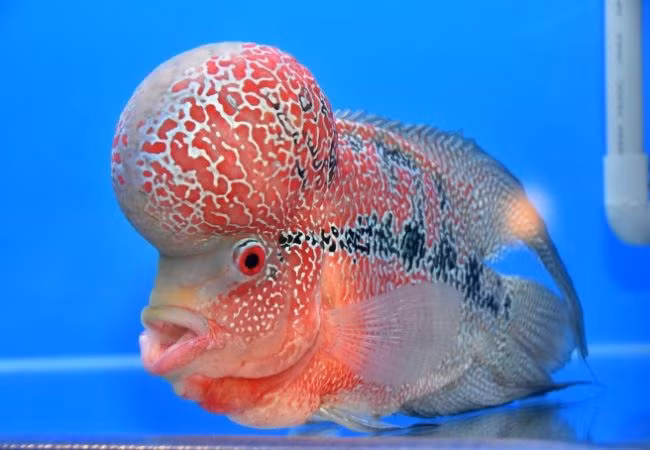 Để đánh giá giá trị của một con cá La Hán, người nuôi chú ý đến các đặc điểm như vảy cá óng ánh, màu sắc sặc sỡ, đặc biệt là kích thước và hình dạng của đầu gù. Cá La Hán có thể được bán với giá từ 400.000 – 700.000 đồng/con cá giống. Khi trưởng thành, chúng đội giá lên cả chục triệu đồng, thậm chí cả trăm triệu đồng.