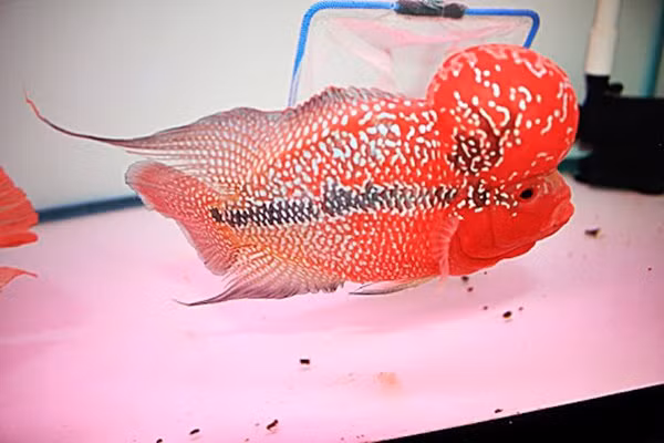 Cá La Hán ưa thích thức ăn sống như tôm, ốc, cá con và thịt bò băm nhuyễn.