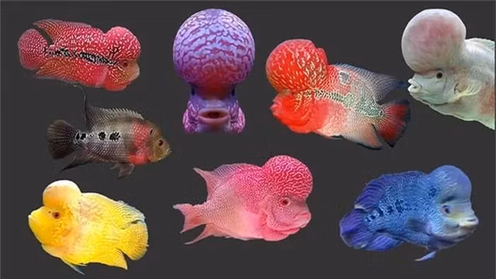 Các loại cá La Hán phổ biến bao gồm Kim Cương, Thái Đỏ, King Kamfa (loại đắt nhất) và King Lai (lai giữa King Kamfa và Kim Cương). Chúng dễ nuôi, có tuổi thọ cao (trên 10 năm) và khỏe mạnh. Mỗi con cá La Hán có hình thể độc đáo và mang đặc điểm của cả cha và mẹ.