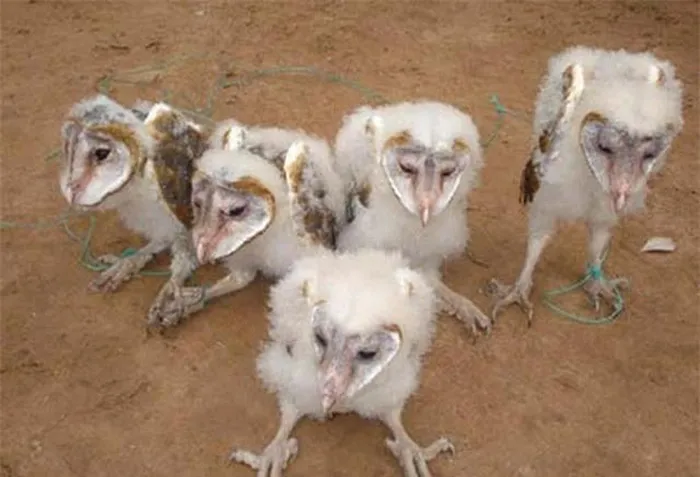 5. Chim Mặt Khỉ (Trà Vinh): Tìm thấy ở xã Long Khánh, chim này có gương mặt giống khỉ, râu dài và phát ra tiếng khè khè.