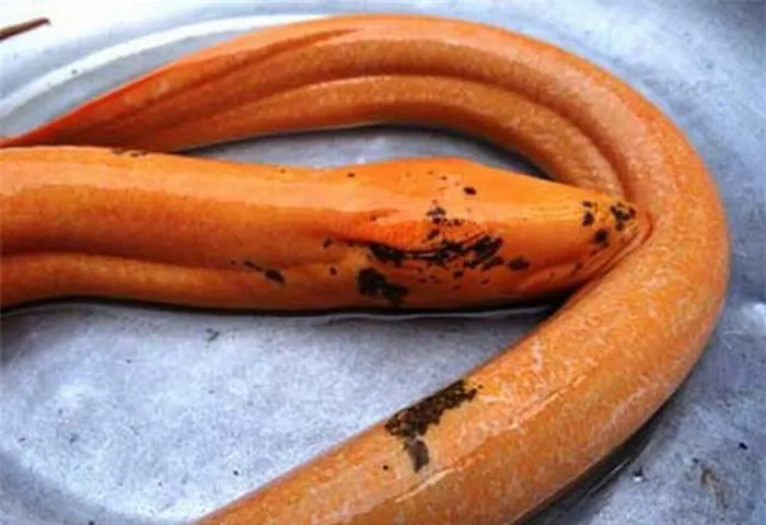 6. Lươn Hóa Rồng (2012): Một con lươn ở Long An có màu vàng óng ánh, được đặt biệt danh là "lươn hóa rồng" với kích thước khủng, nặng 1,6kg, dài 1,1m. 