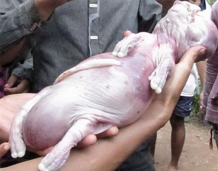 7. Heo con giống trẻ sơ sinh (2012): Ở Bình Phước, một chú heo con mới đẻ có hình thù giống hệt em bé sơ sinh, với đầu tròn như đầu người, da như da người, lưng thẳng, và các đặc điểm khác giống heo.