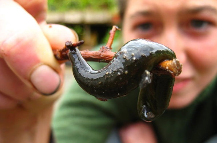 Đỉa đòi hỏi môi trường nuôi phải được điều chỉnh chặt chẽ và cung cấp thức ăn đặc biệt. Người nuôi cần duy trì vệ sinh và chú ý đến sức khỏe của đỉa để đảm bảo chất lượng cao.