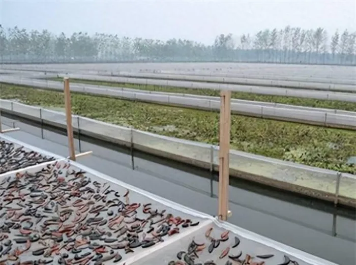 Ở Trung Quốc, đỉa được coi là "vàng mềm" với giá trị kinh tế cao. Đỉa khô, sau khi phơi khô, trở thành một mặt hàng quý giá trên thị trường, đặc biệt ở Trung Quốc và châu Á.