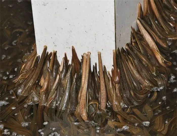 Tại Việt Nam, mặc dù có nhiều đỉa tự nhiên trên đồng ruộng, nhưng việc nuôi đỉa vẫn là một thách thức.