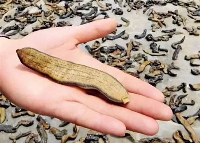 Mặc dù có một thị trường lớn nhưng chỉ có khoảng 2.000 thương lái chuyên nuôi đỉa ở Trung Quốc. Việc nuôi đỉa khó khăn và cần sự chăm sóc kỹ lưỡng về môi trường, vệ sinh và thức ăn.