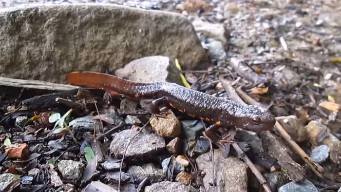 Theo đó, việc bảo tồn là quan trọng để ngăn chặn tình trạng tuyệt chủng của cá cóc Tam Đảo.