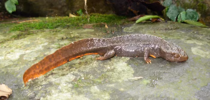Chúng bơi chủ yếu bằng đuôi khi ở dưới nước và di chuyển bằng bốn chân khi trên cạn.
