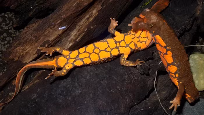 Cá cóc Tam Đảo sống ở cả trên cạn và dưới nước, thường được tìm thấy ở các khe suối ở các tỉnh Thái Nguyên, Tuyên Quang, Vĩnh Phúc, Ba Bể của tỉnh Bắc Kạn.