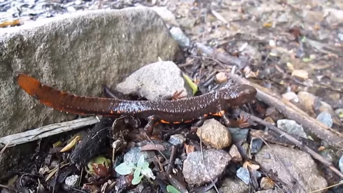 Mùa sinh sản của cá cóc Tam Đảo kéo dài từ tháng 12 đến tháng 4. Sau khi giao phối, con cái bò lên cạn để đẻ trứng. Sau khoảng 45-50 ngày, trứng nở thành nòng nọc, rồi trở thành cá cóc trưởng thành.