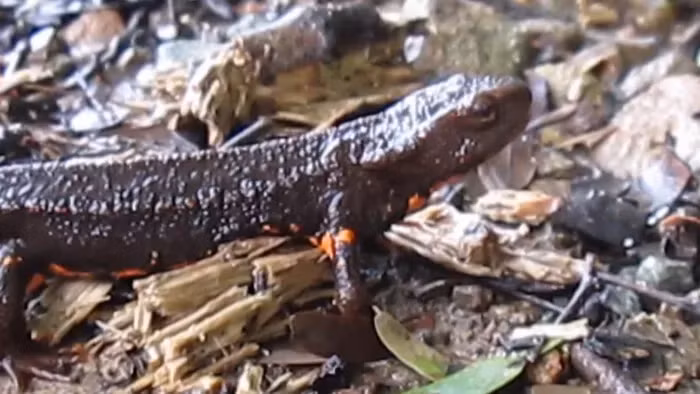 Tuy nhiên, loài cá cóc Tam Đảo đang đối mặt với nguy cơ tuyệt chủng nghiêm trọng do các hoạt động săn bắt và khai thác động vật này để sử dụng trong nhiều mục đích, từ buôn bán đến điều chế thuốc và sưu tầm làm động vật quý hiếm.