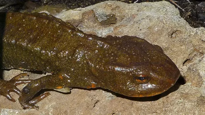 Số lượng của loài này đã giảm đáng kể trong 10 năm gần đây, đặt nó vào nhóm 1B trong Sách Đỏ Việt Nam, nhóm động vật đặc biệt cần được bảo vệ.