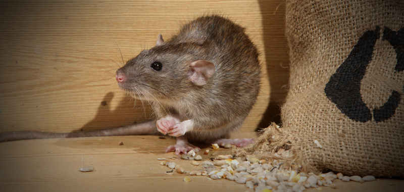 7. Chuột: Chuột được cho là liên quan đến "cái chết đen" vào thế kỷ 14, gây ra bởi sự lây lan của vi khuẩn Yersinia pestis thông qua bọ chét và rận. Tuy nhiên, nghiên cứu gần đây chỉ ra rằng chuột không phải là vật truyền bệnh chính, mà là bọ chét và rận gây lây nhiễm hầu hết trong trường hợp bệnh dịch hạch.