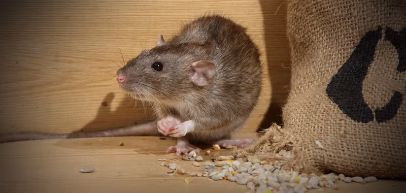 7. Chuột: Chuột được cho là liên quan đến "cái chết đen" vào thế kỷ 14, gây ra bởi sự lây lan của vi khuẩn Yersinia pestis thông qua bọ chét và rận. Tuy nhiên, nghiên cứu gần đây chỉ ra rằng chuột không phải là vật truyền bệnh chính, mà là bọ chét và rận gây lây nhiễm hầu hết trong trường hợp bệnh dịch hạch.