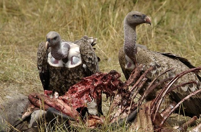 3. Kền kền: Trong văn hóa Ai Cập cổ đại, kền kền được coi là biểu tượng của sự sạch sẽ và là vật bảo vệ trong vòng tròn sự sống và cái chết.