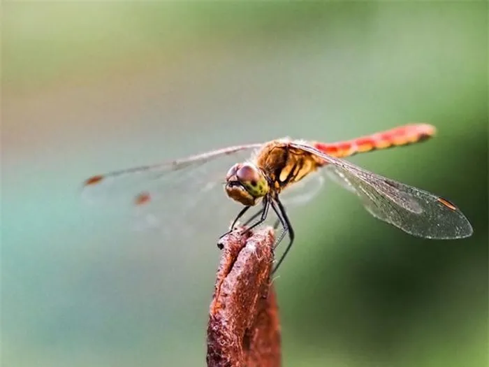 2. Chuồn chuồn đỏ (Sympetrum frequens): Ở Nhật Bản, chuồn chuồn đỏ xuất hiện vào mùa thu và được liên kết với lễ hội Obon, lễ kỷ niệm linh hồn người chết. Chúng được xem là sứ giả của linh hồn.