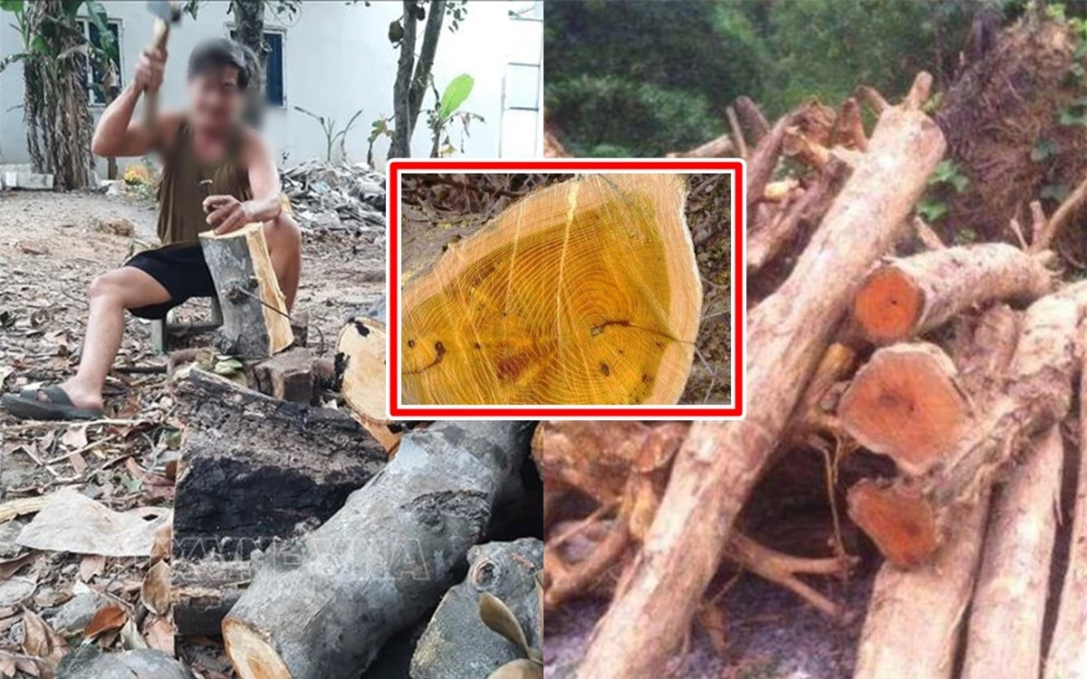 Tuy nhiên, khi thời kỳ phong kiến kết thúc, cây hoàng đế bắt đầu được người dân sử dụng rộng rãi.