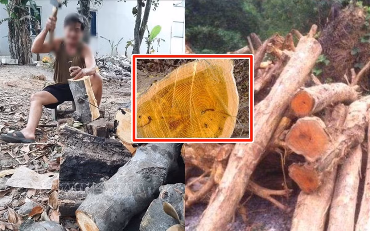 Tuy nhiên, khi thời kỳ phong kiến kết thúc, cây hoàng đế bắt đầu được người dân sử dụng rộng rãi.