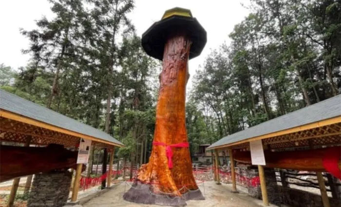 Mặc dù cây hoàng đế có giá trị tương đương với cây Kim Tơ Nam Mộc, nhưng nhiều người dân không hiểu được giá trị thực sự của nó.