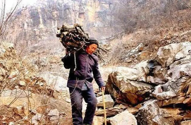 Trong những năm 1930 và 1940, nông dân Trung Quốc đã sử dụng gỗ hoàng đế làm củi, gây lãng phí cho một nguồn tài nguyên quý giá.