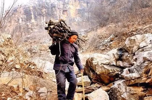 Trong những năm 1930 và 1940, nông dân Trung Quốc đã sử dụng gỗ hoàng đế làm củi, gây lãng phí cho một nguồn tài nguyên quý giá.