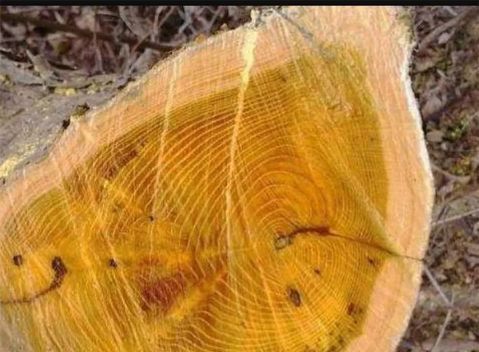 Điều đặc biệt là gỗ này không mục nát trong hàng ngàn năm. Nhiều quan tài của các hoàng đế cổ đại được làm từ loại gỗ này.