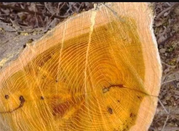 Điều đặc biệt là gỗ này không mục nát trong hàng ngàn năm. Nhiều quan tài của các hoàng đế cổ đại được làm từ loại gỗ này.