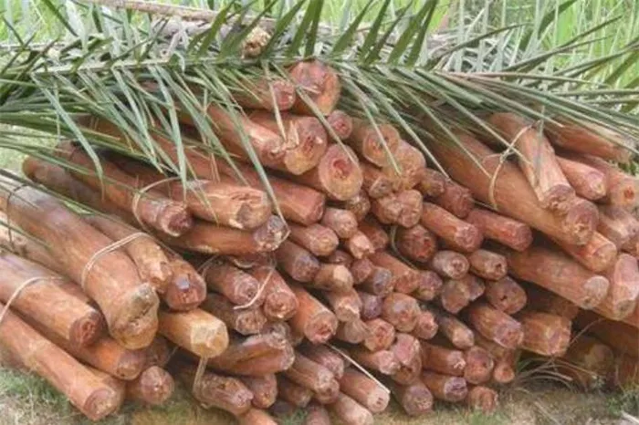 Loại cây gỗ đắt đỏ này được gọi là cây hoàng đế hoặc cây mộc hoàng.