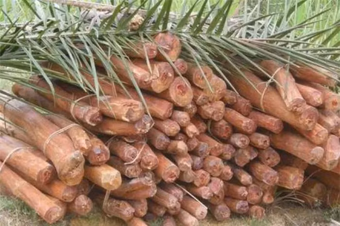 Loại cây gỗ đắt đỏ này được gọi là cây hoàng đế hoặc cây mộc hoàng.