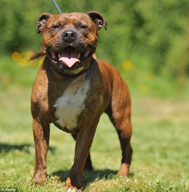 Be gai 6 tuoi nguy kich vi bi cho can lien tiep vao mat-Hinh-2