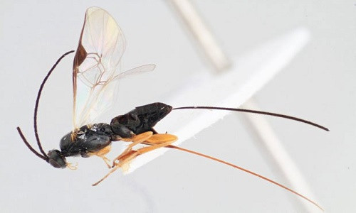 Loài ong biết kiểm soát hành động con mồi như sinh vật ngoài hành tinh.