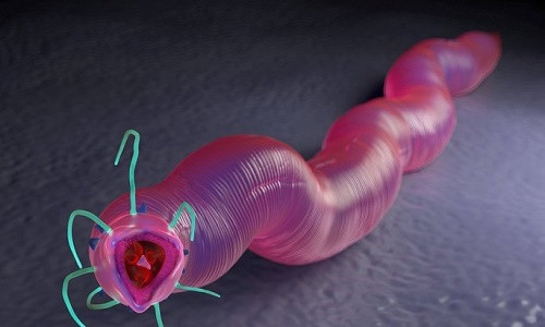 Giun dong lanh 42.000 nam co the hoi sinh va di chuyen