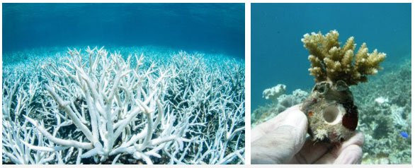 San hô nhân tạo có phải giải pháp thay thế cho lượng san hô đã bị tẩy trắng ngày nay?