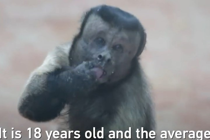 Trên mạng Weibo của Trung Quốc, video clip về chú khỉ này đến tháng 3//2018 đã có tới 8,2 triệu lượt xem. Ảnh: CGTN.