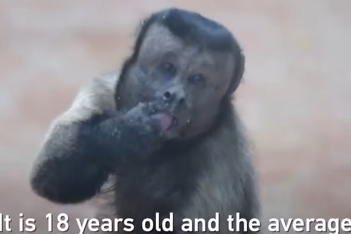 Trên mạng Weibo của Trung Quốc, video clip về chú khỉ này đến tháng 3//2018 đã có tới 8,2 triệu lượt xem. Ảnh: CGTN.